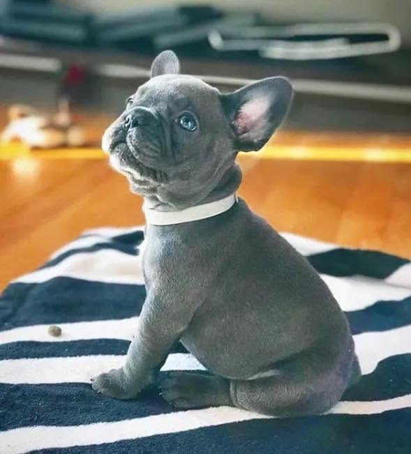 French Bulldog Puppies for Sale in Windsor, Virginia