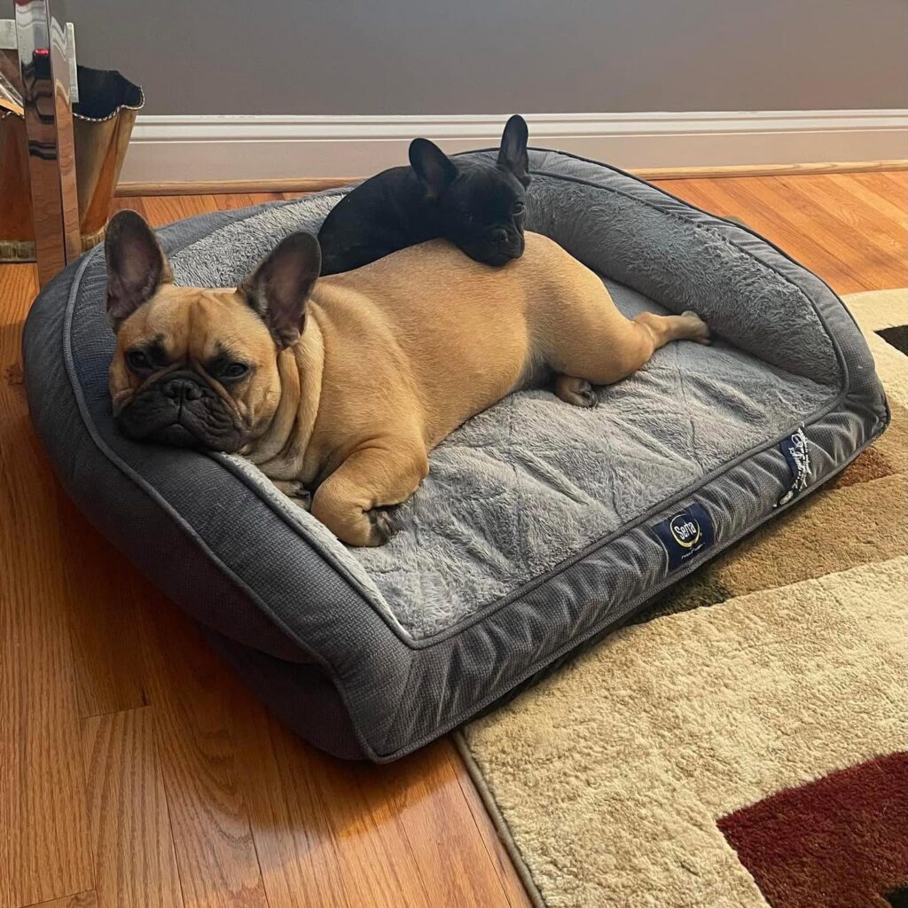 French Bulldog Puppies for Sale in Windsor, Virginia